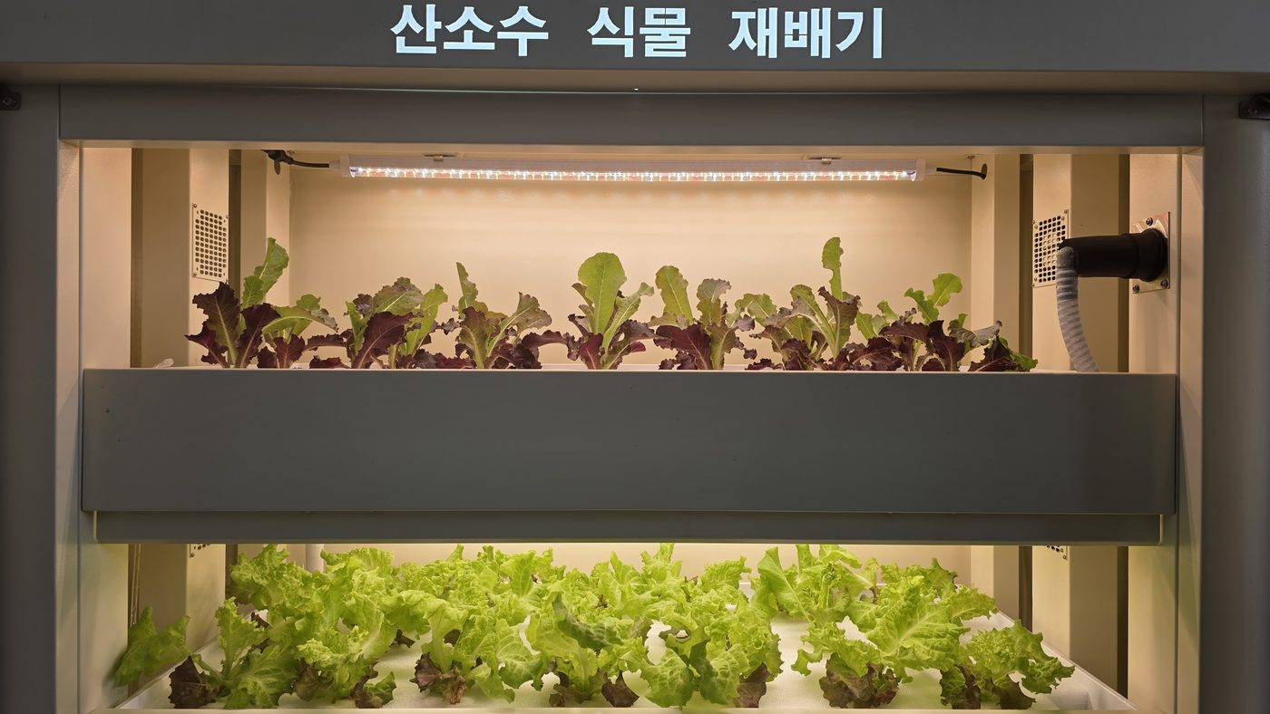 재배 선반의 청상추와 적상추